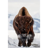 Ceanothe Tableau sur verre synthétique bison 65x97 cm - Impression sur Verre synthétique - Image HD imprimée sur Verre synthétique - Tableau mural décoratif - Fabriqué en France